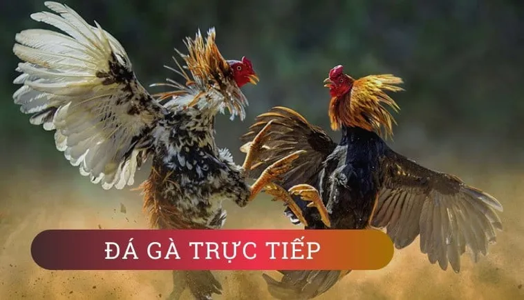 Cách Chơi Đá Gà GA28 Tại Fun88 Dễ Hiểu Cho Người Mới Tham Gia 2 Cách Chơi Đá Gà GA28 Tại Fun88 Dễ Hiểu Cho Người Mới Tham Gia