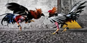 Cách Chơi Đá Gà GA28 Tại Fun88 Dễ Hiểu Cho Người Mới Tham Gia