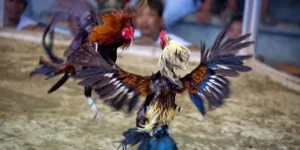 Hướng Dẫn Cách Chơi Đá Gà Sabong Tại Fun88 Dễ Thắng Nhất