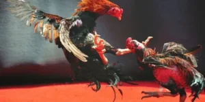 Cách Chơi Đá Gà WS168 Tại Fun88 Hấp Dẫn Cho Người Mới Bắt Đầu